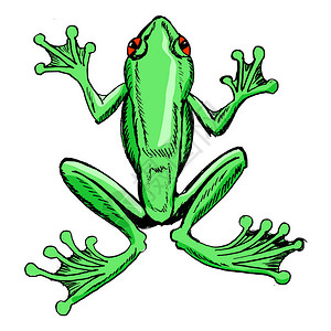 树木青蛙草图野生物动物图片