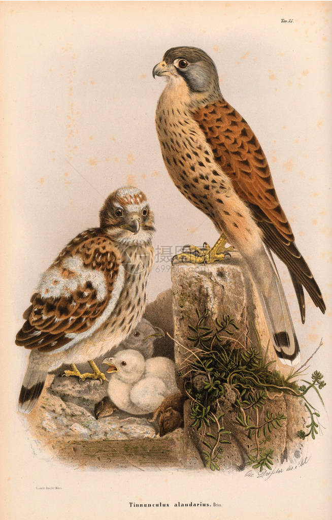 1863年在米兰隆巴迪亚的Lombardia图片