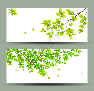 热带绿色树叶标语收藏在白色背景上孤立图片