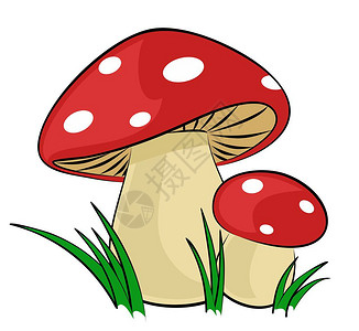 与绿草的森林蘑菇背景图片