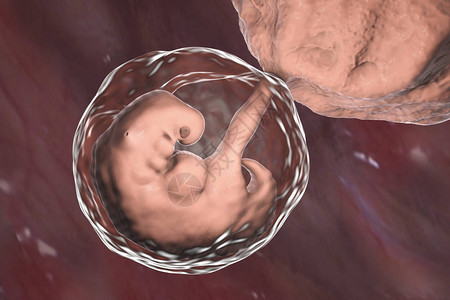 怀孕4周胚胎第4周中间部分科学精图片