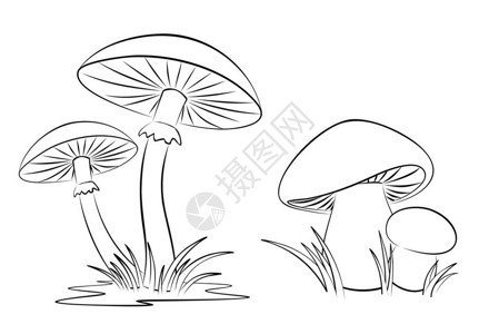 森林蘑菇与草的图图片