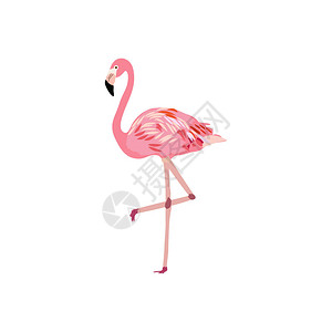粉红火烈鸟矢量插图在白色图片