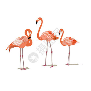 粉红火烈鸟矢量插图在白色背景图片
