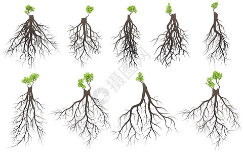 树根与发芽四肢树根为双背景图片