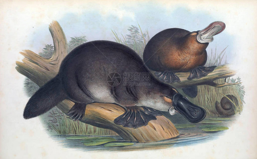 1863年伦敦澳洲哺乳动物London图片
