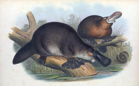 1863年伦敦澳洲哺乳动物London图片