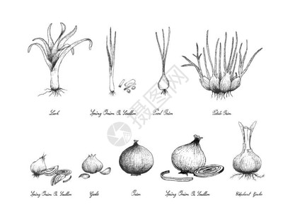 瘘管插图手绘素描新鲜蒜珍珠洋葱土豆洋葱和插画