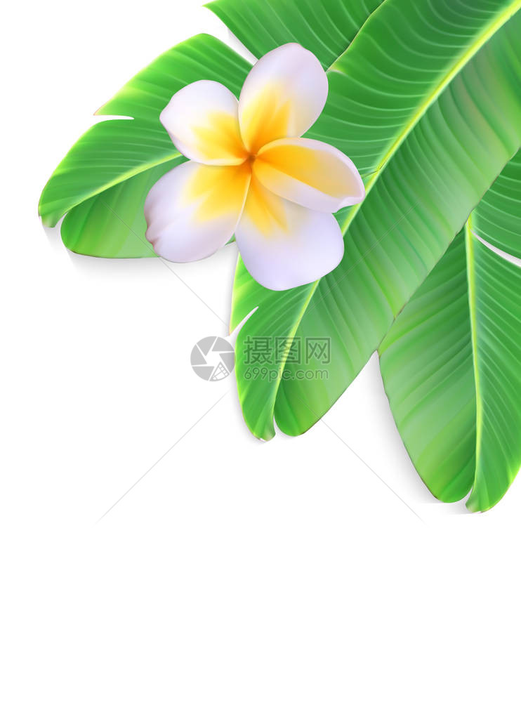 香蕉棕榈带花的自然叶矢量说明图片