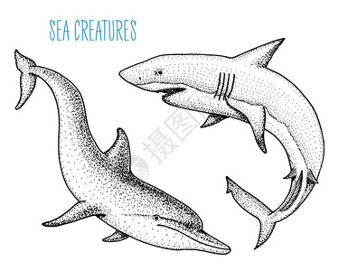 海洋生物海豚和白鲨图片
