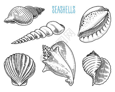 贝壳或软体动物不同的形式海洋生物雕刻手绘在旧素描图片