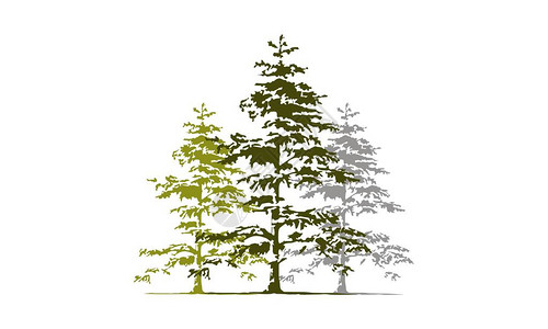 Cedar树木Log图片