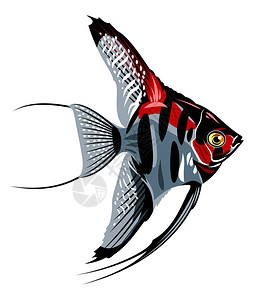 慈鲷科一个标量的水族馆装饰鱼插画