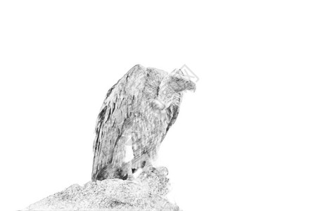 腐肉秃鹫黑白素描用铅笔插画
