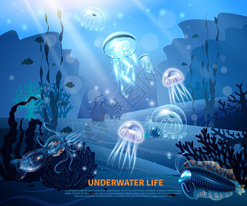 世界水下海洋生物海报图片