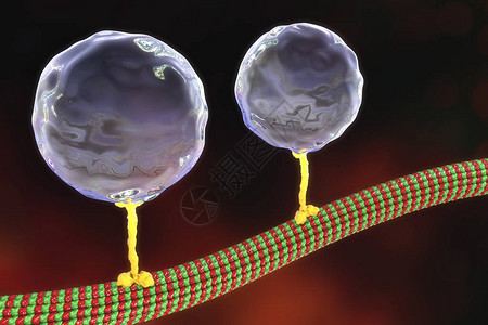 细胞内迁移动脉运动蛋白质传动分子通过微模体移图片