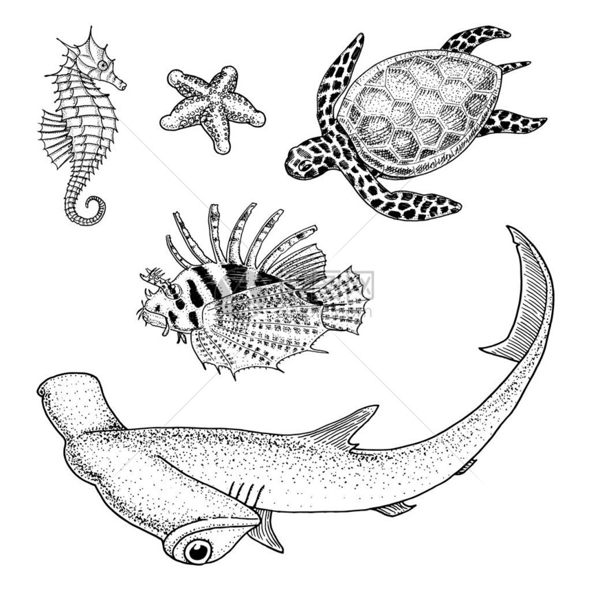 海洋生物cheloniidae或绿海龟和海马红狮子鱼和大锤头鲨雕刻手绘在旧素描图片