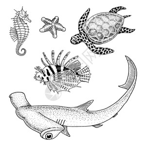 海洋生物cheloniidae或绿海龟和海马红狮子鱼和大锤头鲨雕刻手绘在旧素描背景图片
