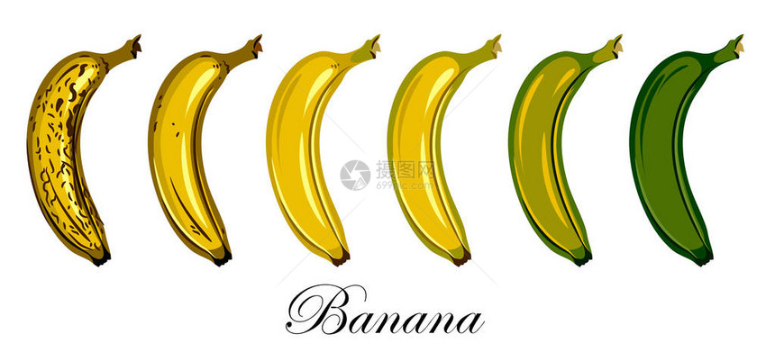 一套不同成熟度的香蕉图图片