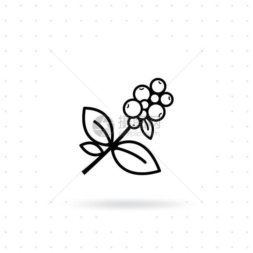 咖啡植物图标带有浆果的咖啡树枝咖啡豆与孤立的白色背景上的叶子线条风格设计中的咖啡图标图片
