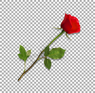 透明花蕾素材在透明背景上隔离的逼真高度详细的红玫瑰花的矢量图解长茎上美丽的红玫瑰花蕾情人节爱情婚礼插画