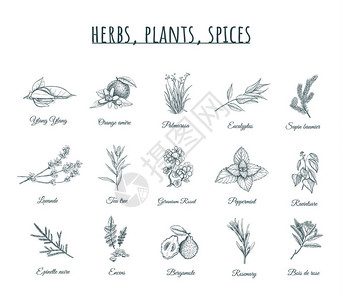 马西亚纳草药植物和香料矢量图草药植物香料套装有机治疗草药植物香插画
