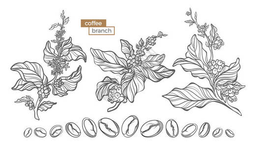向量集的咖啡树枝与花叶子和豆类图片