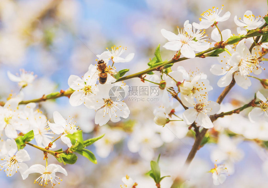 白樱花枝春抽象蜜蜂飞翔图片
