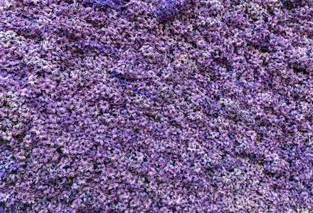 库肯霍夫花园抽象背景紫罗兰色风信子花的特写镜头插画