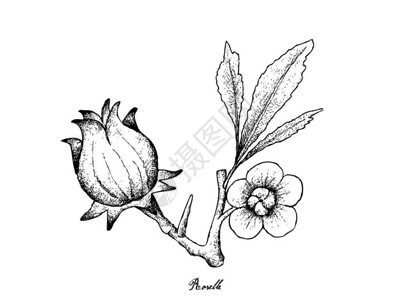 酵素玫瑰茄水果插图手绘画新鲜的HibiscusSabdariffa或罗塞勒工厂的鲜花叶子和白背景插画