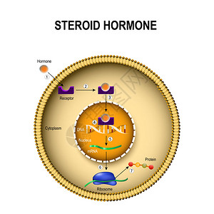 类固醇激素如何起作用激素与细胞内受体的相互作用人体内背景图片