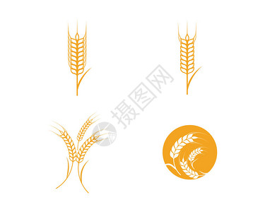 农业小麦模版小麦板矢量图片