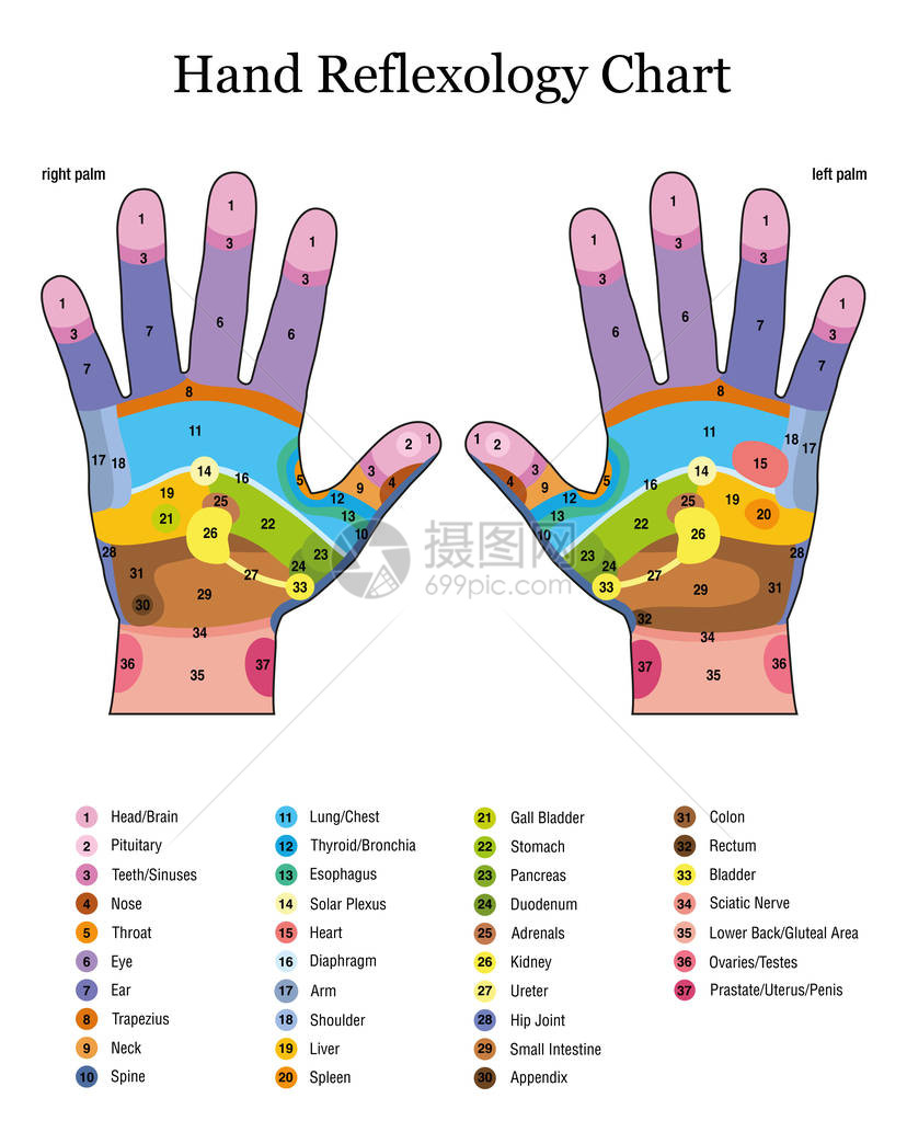 手动反射学替代压力和理疗保健治疗带彩色地区按摩图内脏器官和身体部位的编号和名称清单等图片