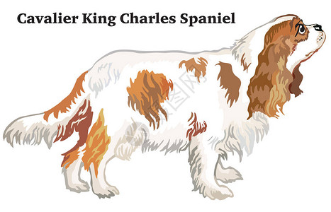 站在描述狗犬卡瓦利埃国王查尔斯帕图片
