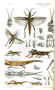 科洛米纳动物的插图维多利亚的自然历史维多利亚插画