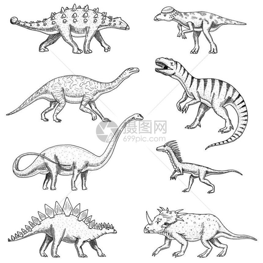 恐龙集三角龙重龙霸王龙龙厚头龙梁龙恐爪龙迅猛龙骨骼化石史前爬行动物图片