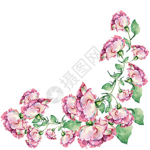 粉红玫瑰分枝角水彩手插图白图片