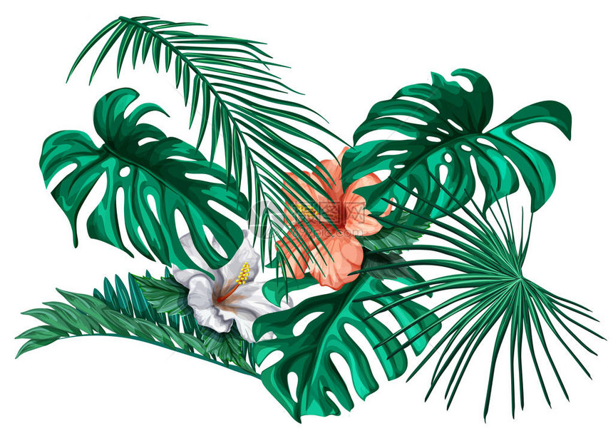 矢量热带叶芙蓉花夏季套装孤立的背景插图丛林森棕榈龟背竹花卉异国植物阿罗哈夏威夷植物框架复古图片