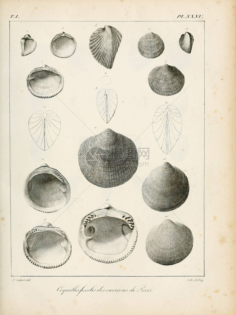 贝壳说明巴黎周边地区的科奎勒化石描图片