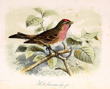 红额金翅雀一只鸟的插图Onzevogelsinhuise插画