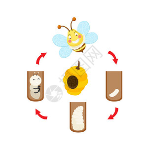 插图生命周期蜜蜂矢量背景图片