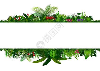 热带树叶背景的矢量图解带有文本空间的矩形植物框架带水平横背景图片
