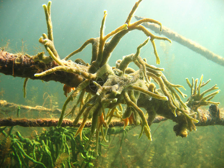 淡水海绵Spongillalacustris水下摄影图片