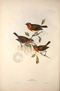 一只鸟的插图欧洲的鸟类背景图片