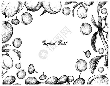 马良鲜新水果手工绘画的胡萝卜日本普拉姆或白背景孤立的普鲁努斯沙利西那插画