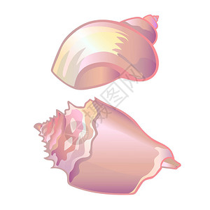 贝壳珍珠母贝粉色贝壳图片
