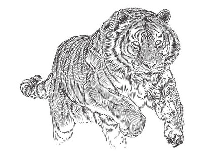 老虎攻击手绘草图黑线单色矢量图图片