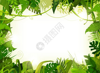 丛林框架带有用热带植物和树木叶和树叶图片