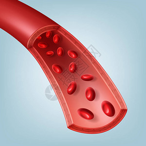 红血细胞部分中的人类血管的矢量插图图片