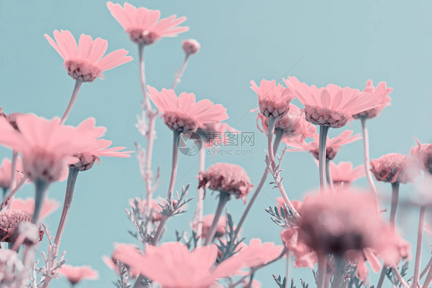 蓝色天空糊面颜色上的粉红色花朵近乎抽象图片